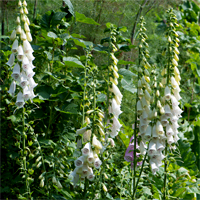Foxgloves