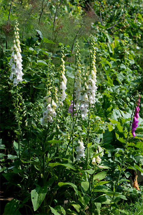 Foxgloves