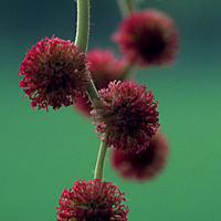 plane's flowers