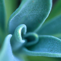 leaf rosette