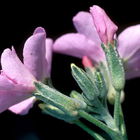 single flowers