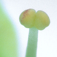 spindle flower