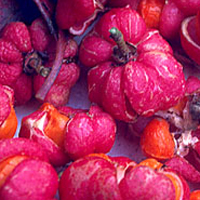 spindle berries